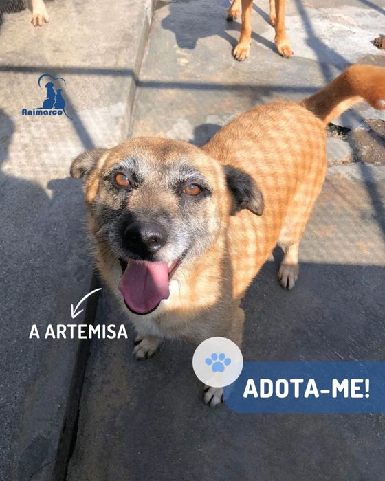 Artemisa cadela porte medio