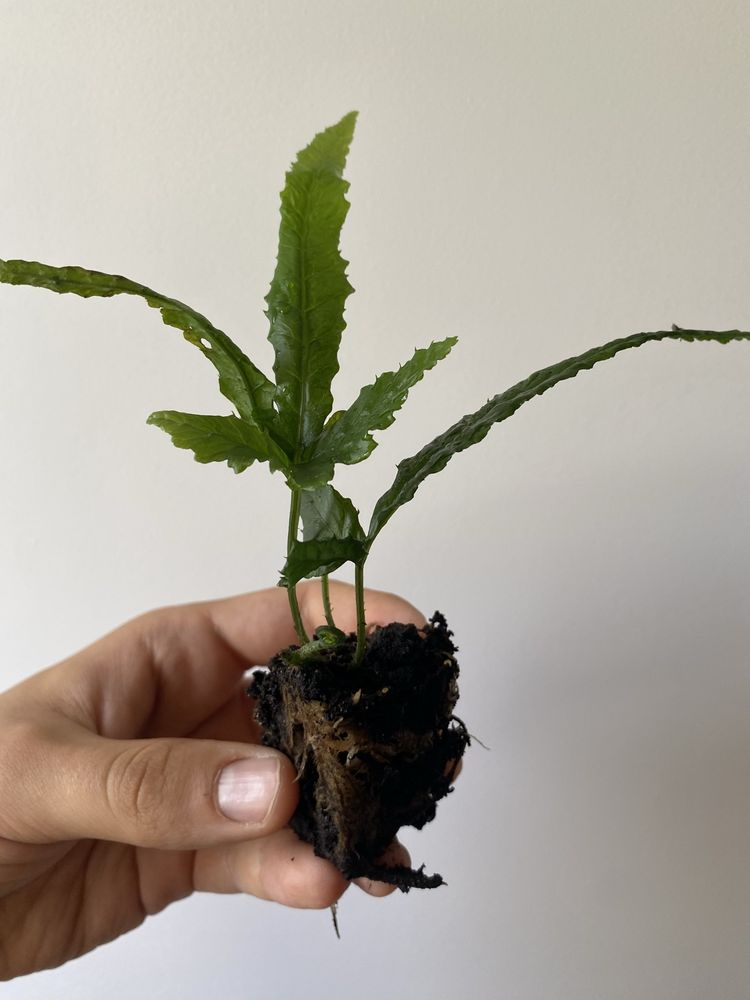 Bolbitis Siberut Paproć do akwarium lub paludarium