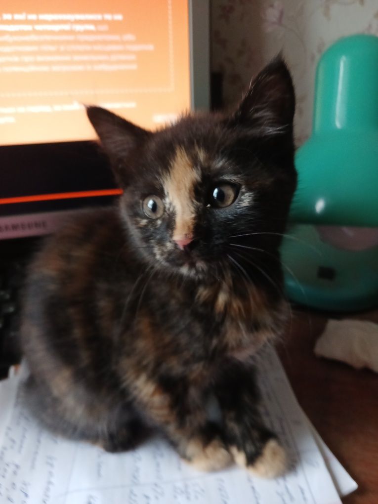 Продам чудесных  котят