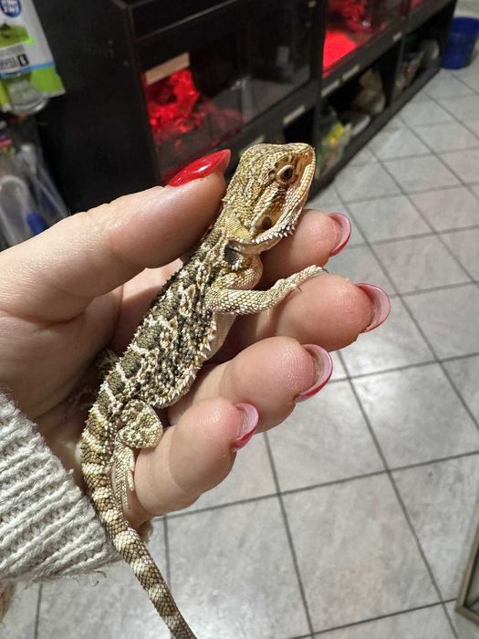 Agama brodata, agamka