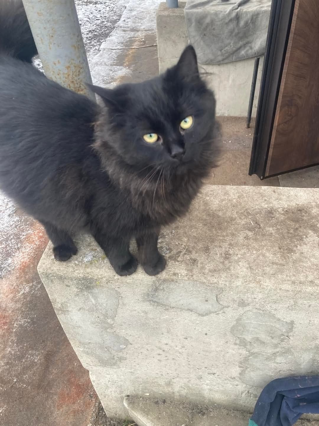 Шукають дім котики 6 міс