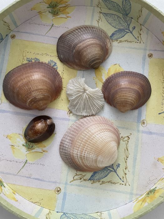 Muszelki dekoracyjne