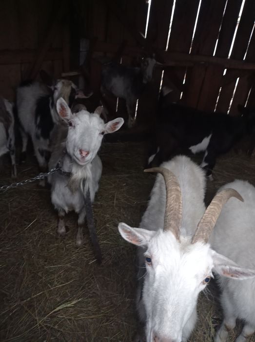 Продам кози різного віку спаровані на лютий березень