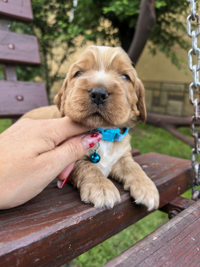 Śliczny szczeniak cocker spaniel