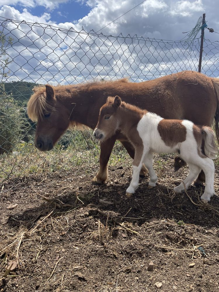 Ponei lazã com filho malhado de olhos azuis