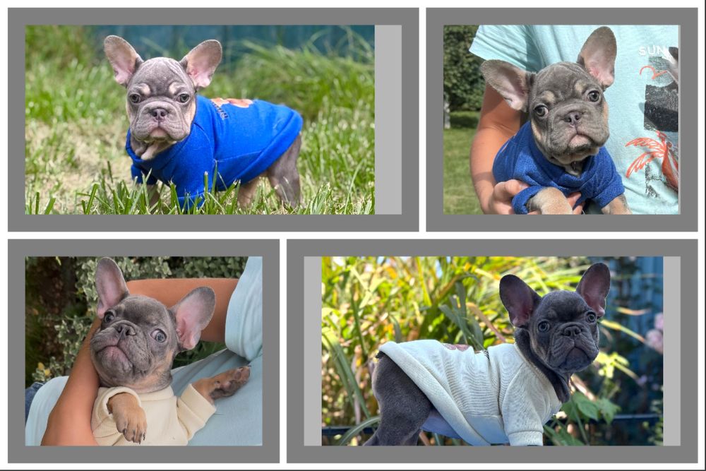 Здорові , породні цуценята французький бульдог