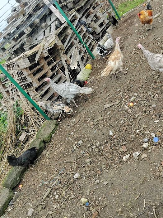 INDYKI młode tego roczne