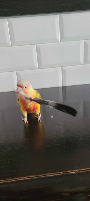 opieka nad kotem lub innym zwierzeciem domowym