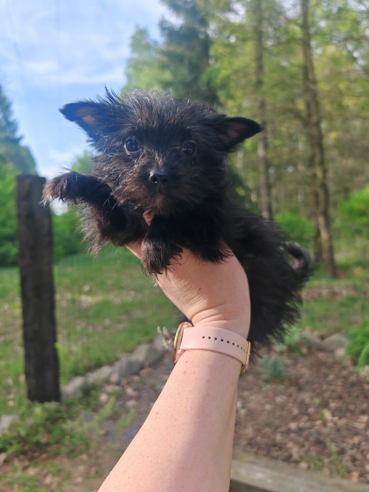 Pomeranian + Yorkshire terrier black