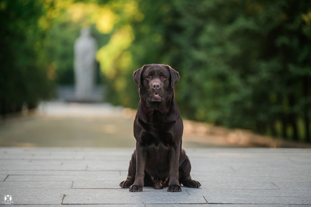 Титулованный, крепкий, красивый шоколадный лабрадор!