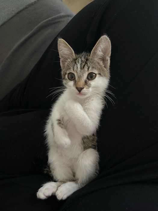 Cudowny Kłosek szuka domku