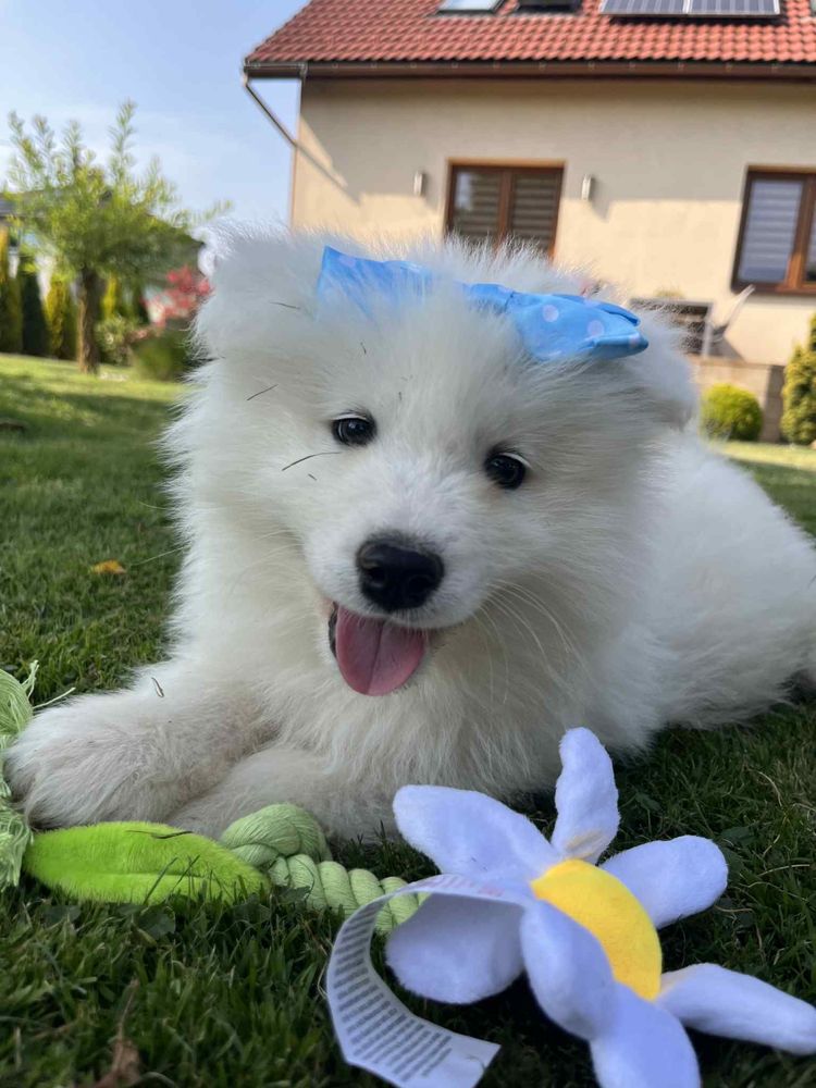 Piękny piesek Samojed/Samoyed GOTOWY DO ODBIORU