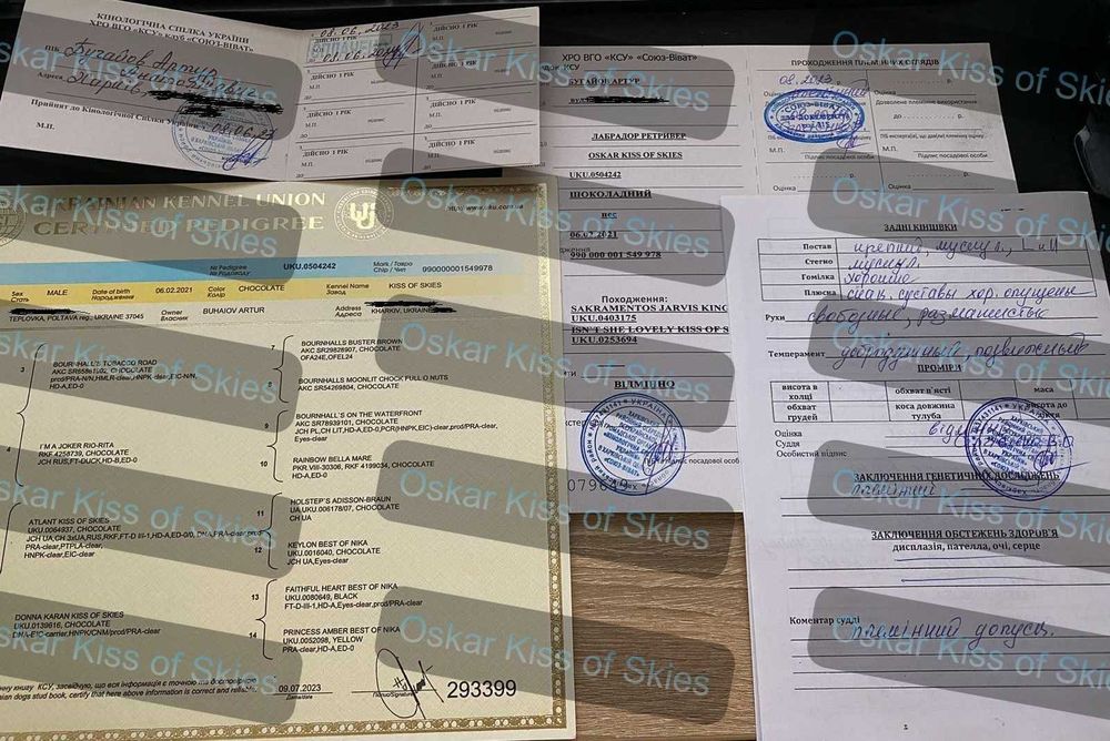 Шоколадный лабрадор, племенной кобель,вязка,развязан,КСУ