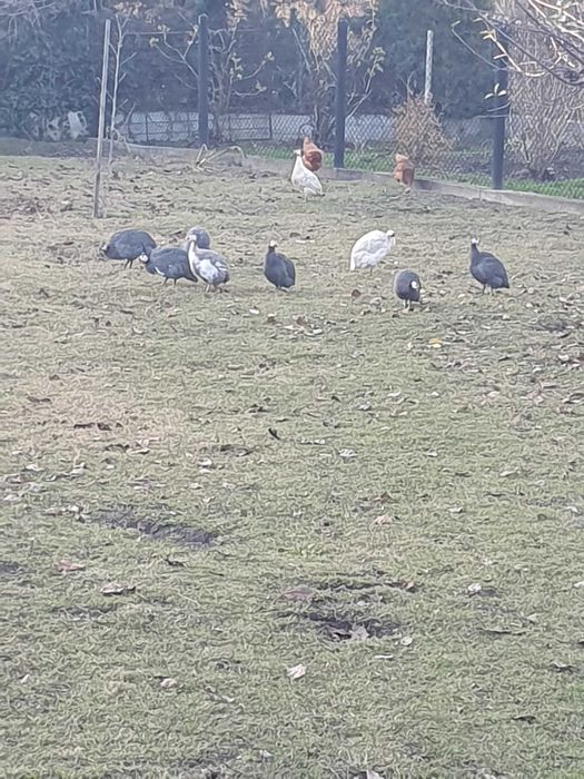 Tegoroczne perliczki