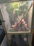 Terrarium dla kameleona