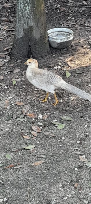 Vendo Casal Faisões Gigi