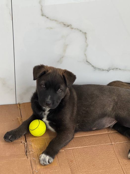 Собачки в пошуках родини