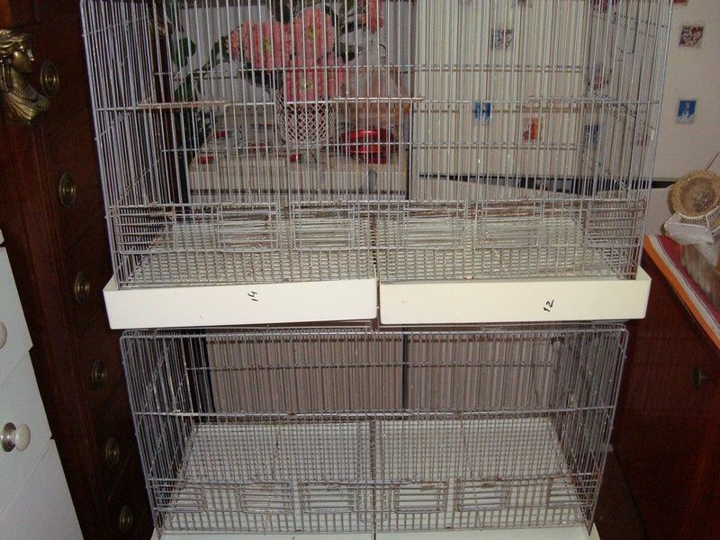 Viveiros médios duplos em bom estado.