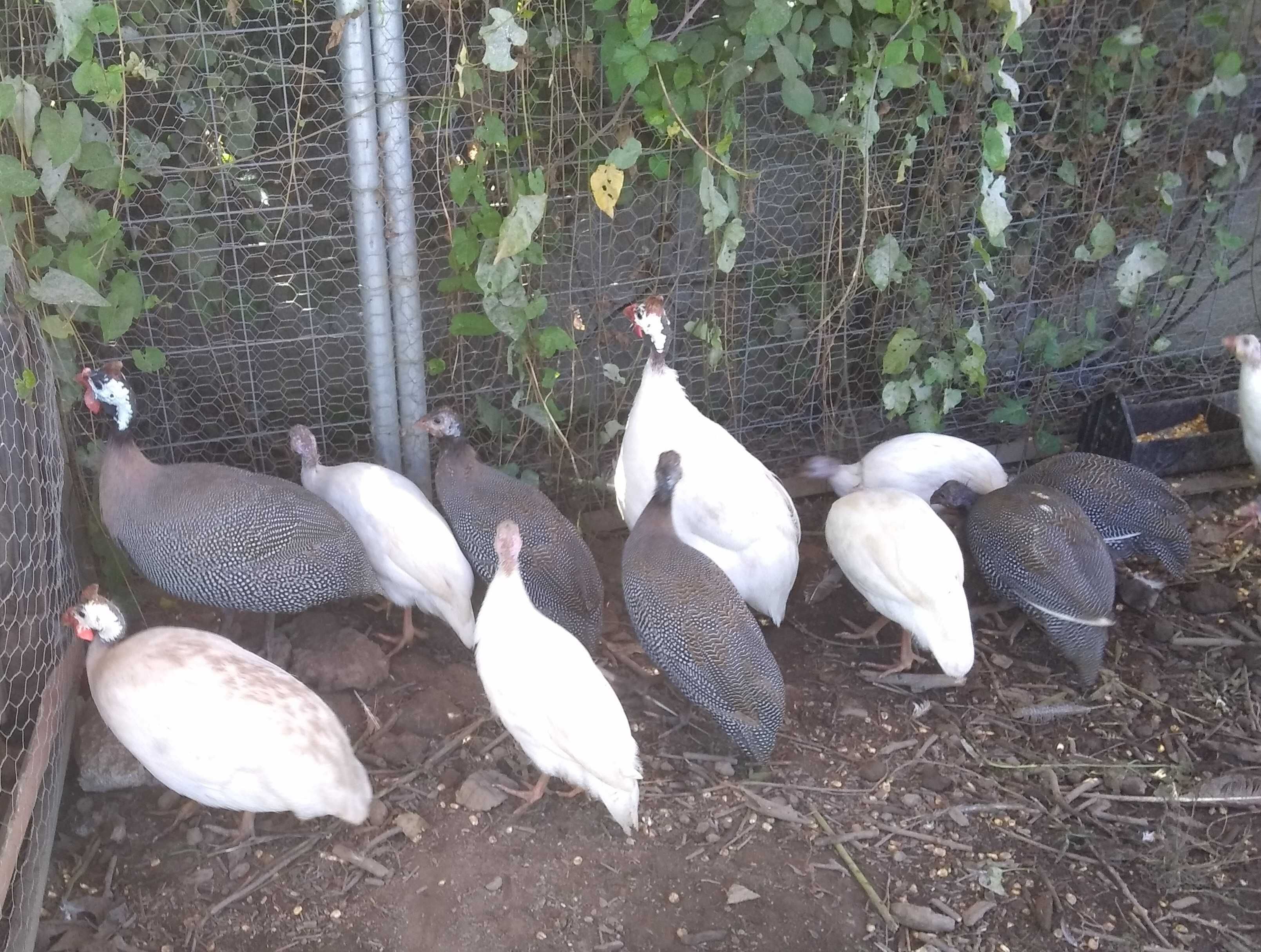 Galinhas de Angola brancas e cinzentas (machos)