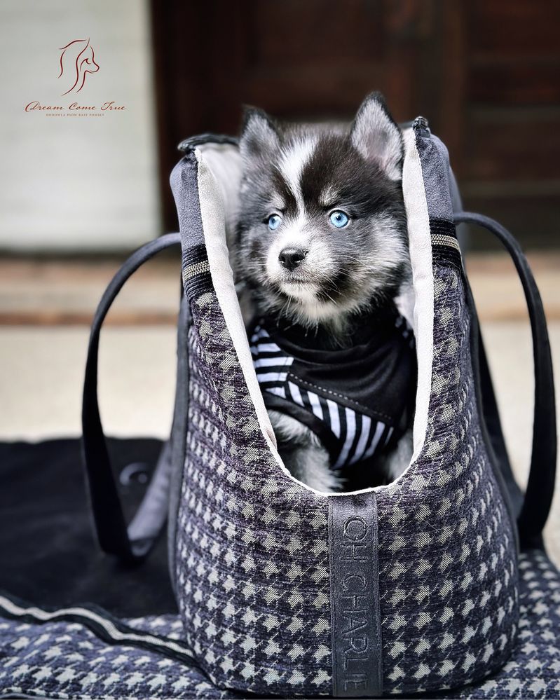 Pomsky ( Mini Husky )