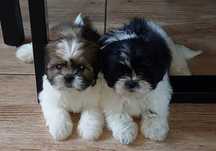 Piesek shih tzu gotowy do odbioru
