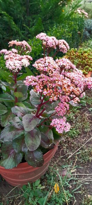 Очиток(седум) Матрона