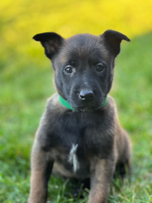 Szczeniaki owczarek belgijski