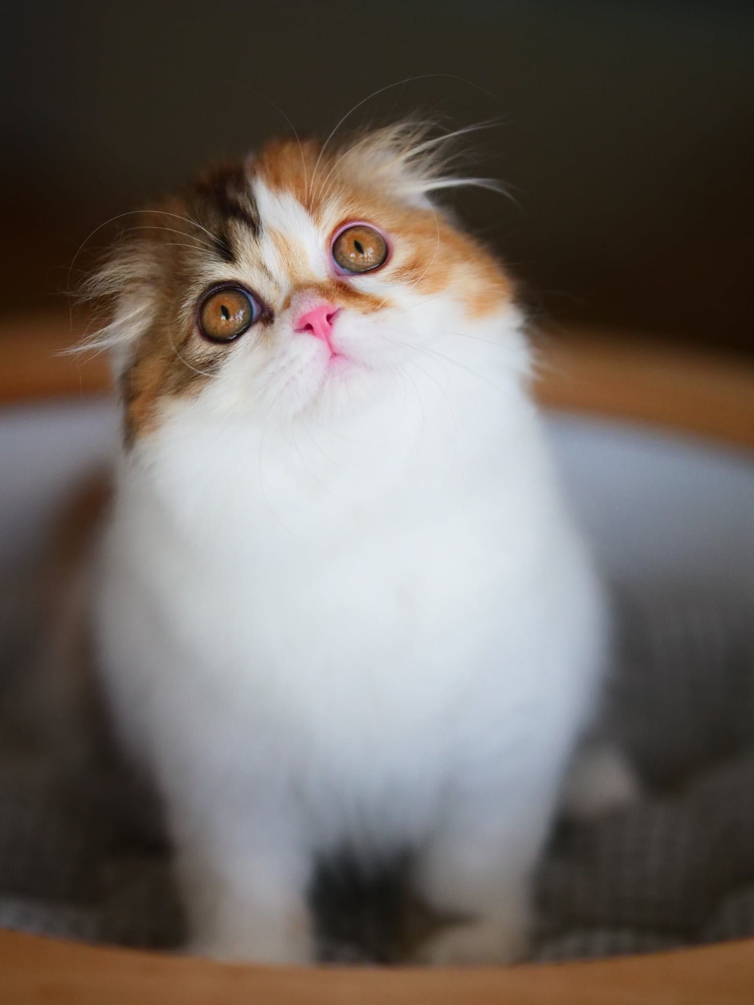 Szkocka zwisłoucha koteczka do odbioru, Scottish fold