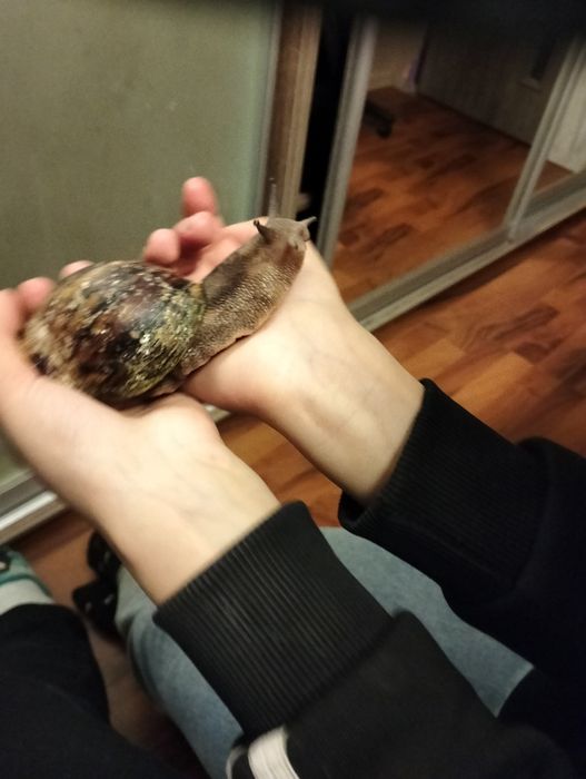 Продам равлика гарного