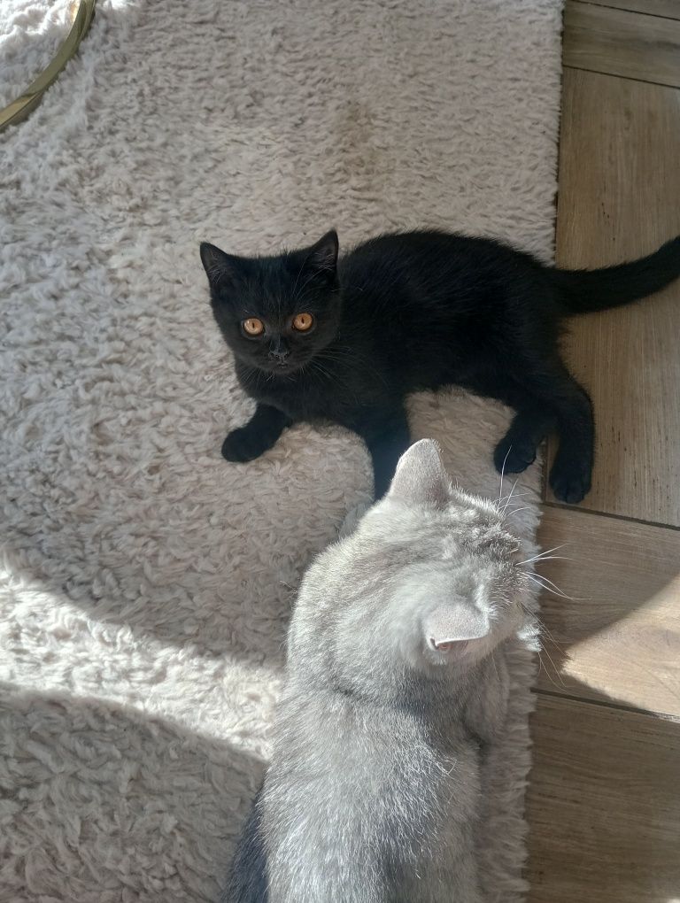Kot Brytyjski niebieski,whiskas, cynamon,czekoladowy