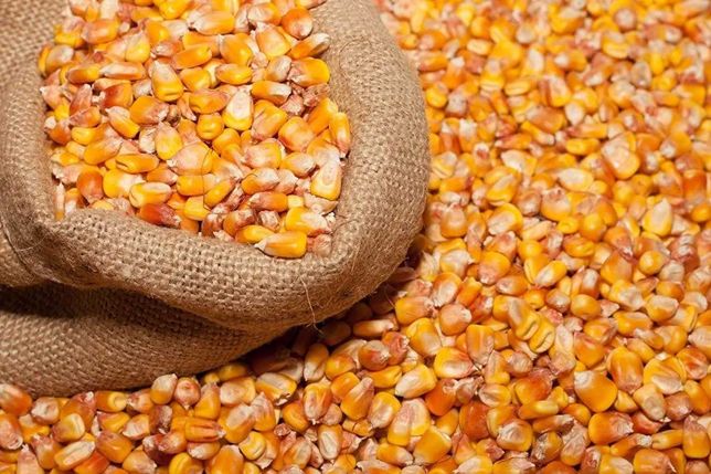 Зерно кукурузы корм для животных.