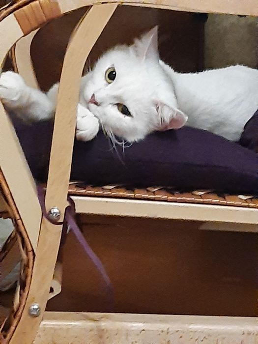 Отдам белую кошку, стерилизована,привита, 1 год