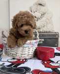 Maltipoo F1 sliczne chlopczyki gotowe do nowych domkow