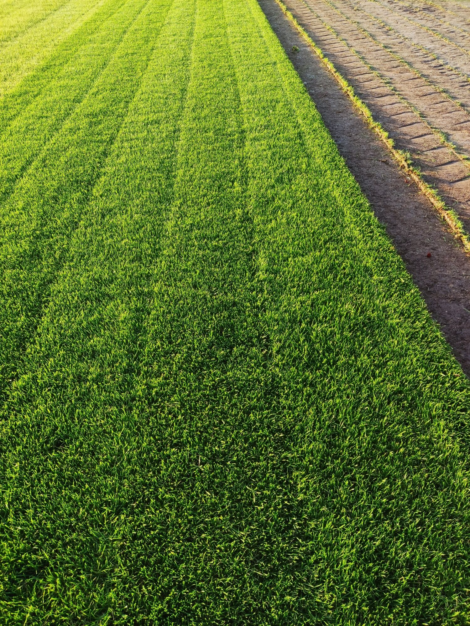 Trawa z rolki/Transport /Producent Roll_Grass
