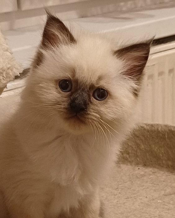 Kotek ragdoll piękny gotowy do zmiany domku