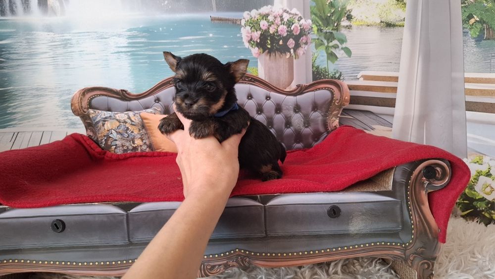 Yorkshire Terier Black Tan