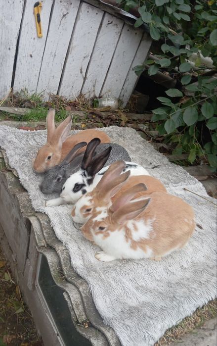 Продаються кролики