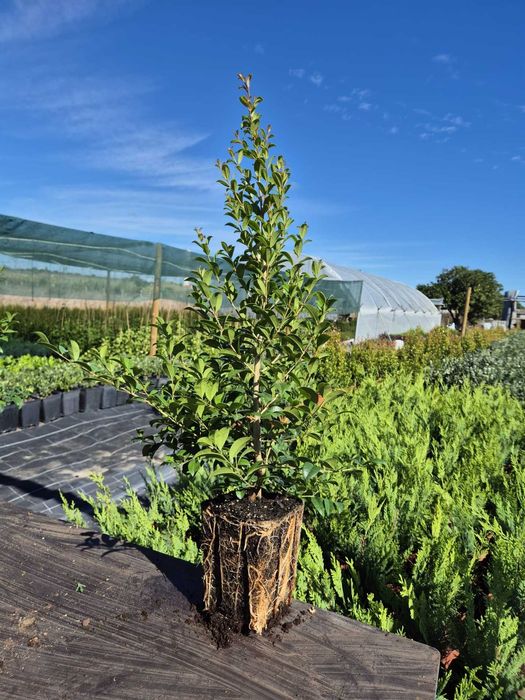 Eugenia newport V2,5 (40-60)