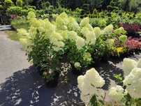 Hortensja bukietowa Hydrangea Paniculata