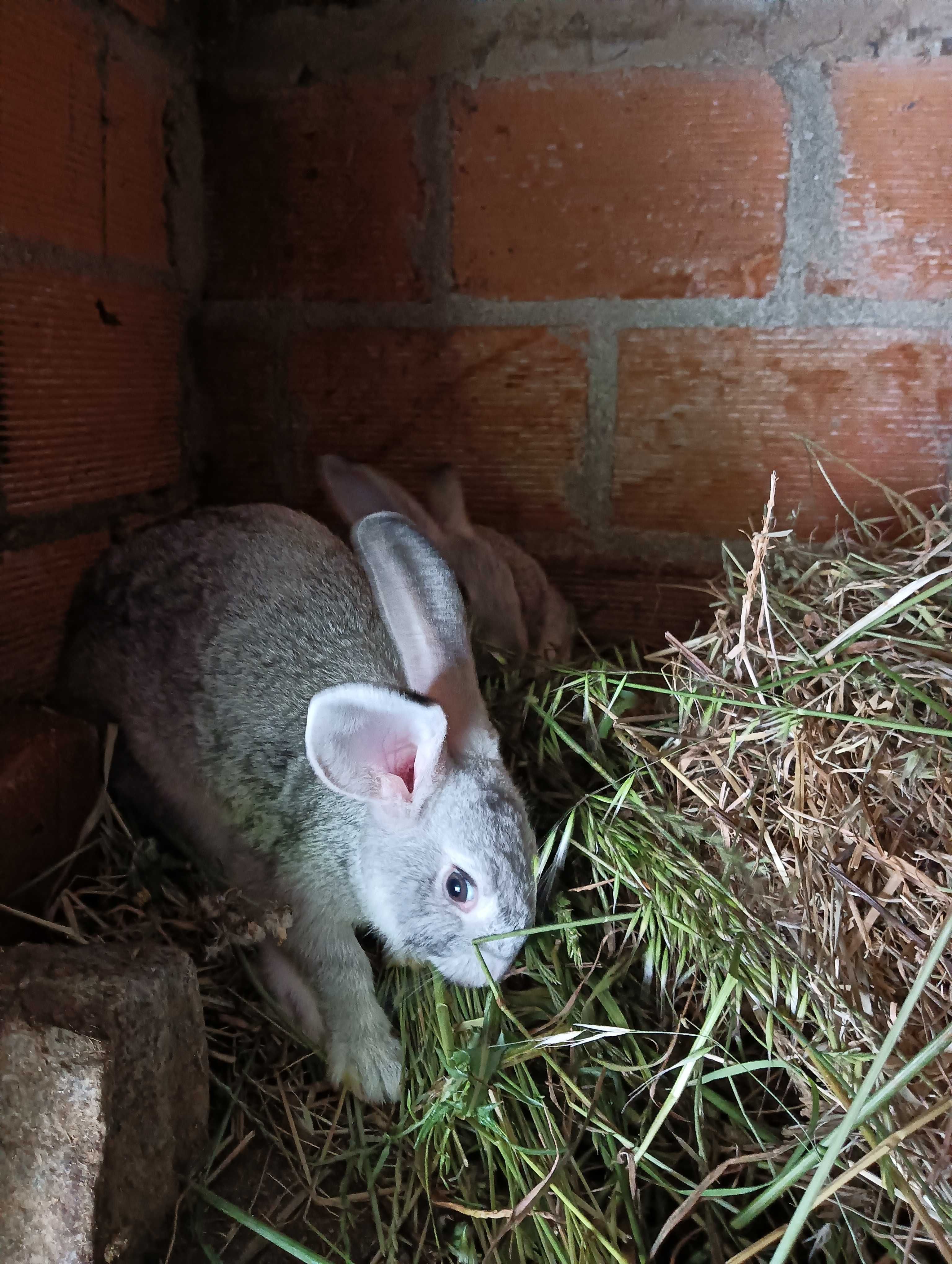 coelhos caseiros e saudáveis