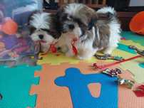 Szczeniak shih tzu