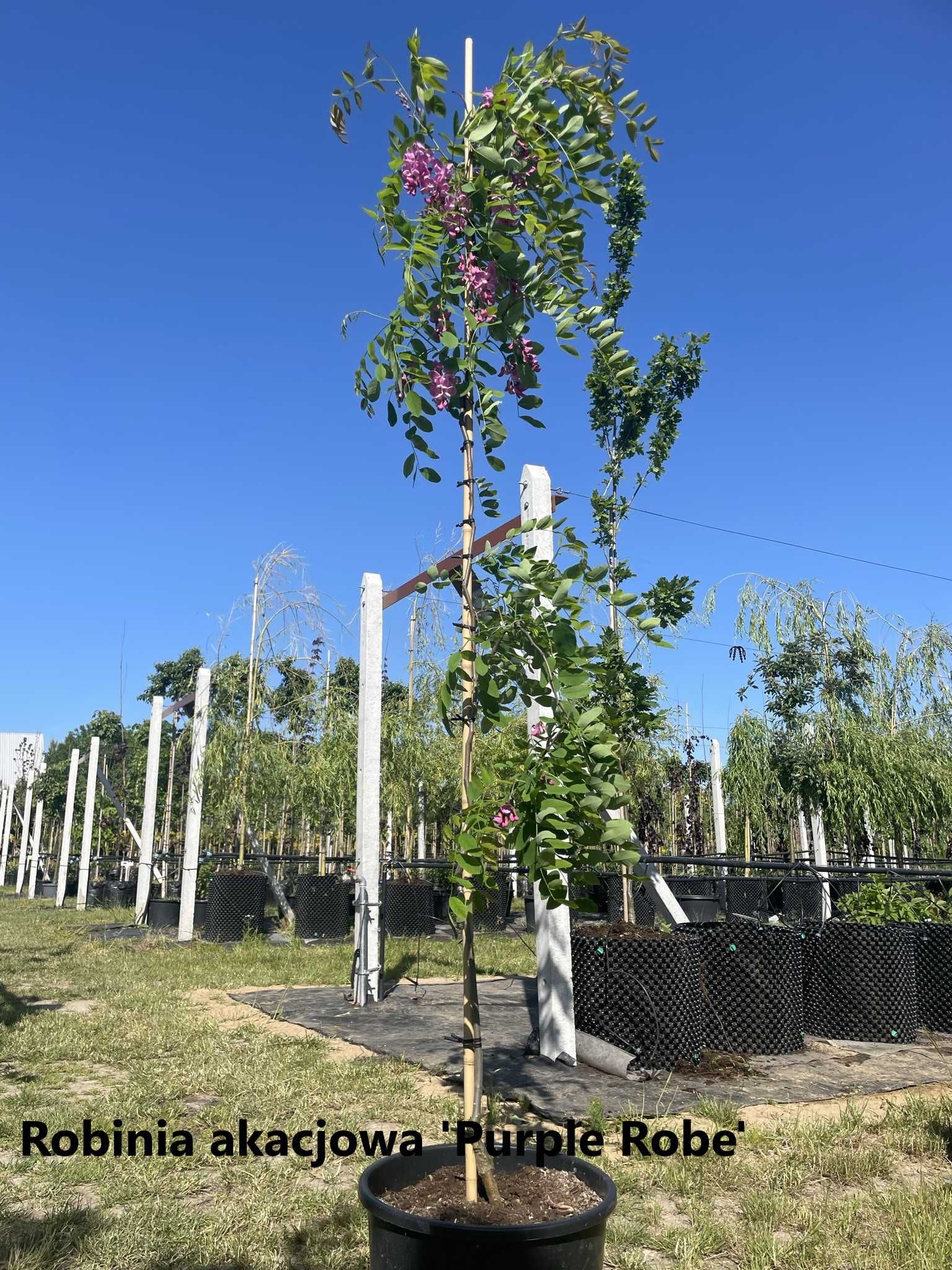 Robinia akacjowa 'Frisia', 'Purple Robe'