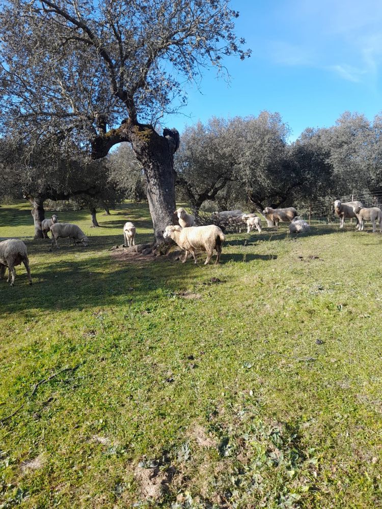 Borregos e cordeiros