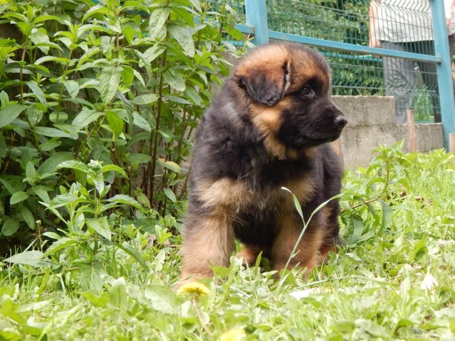 Цуценята німецької вівчарки