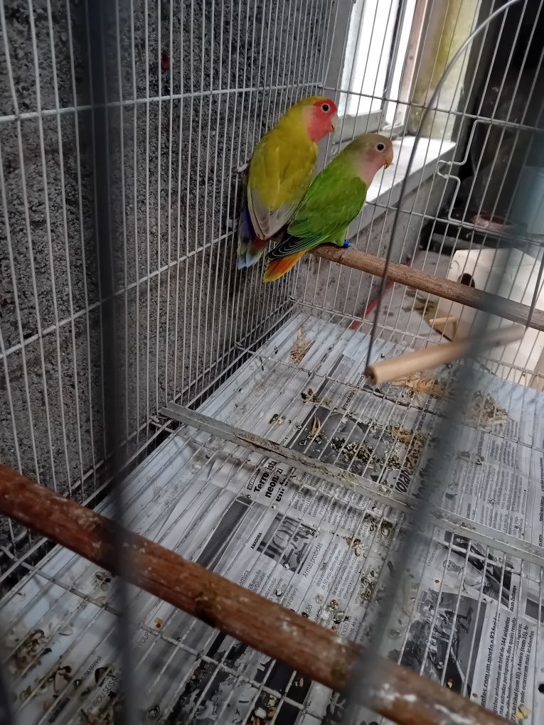 Rosicolis  muito  bonitos