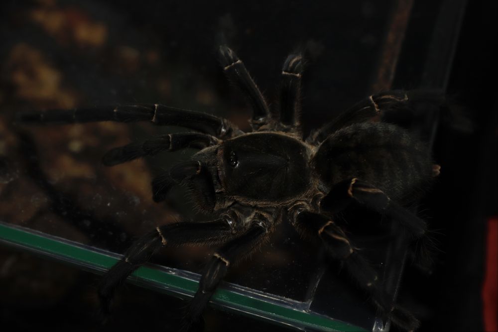 Ptasznik/Ptaszniki/Hodowla/Pająk/Pająki