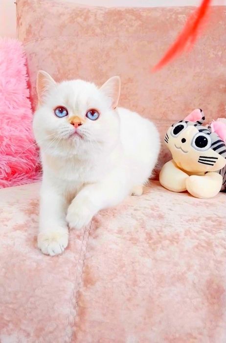 Красунечка шотландська дівчинка Скотіш Страйт