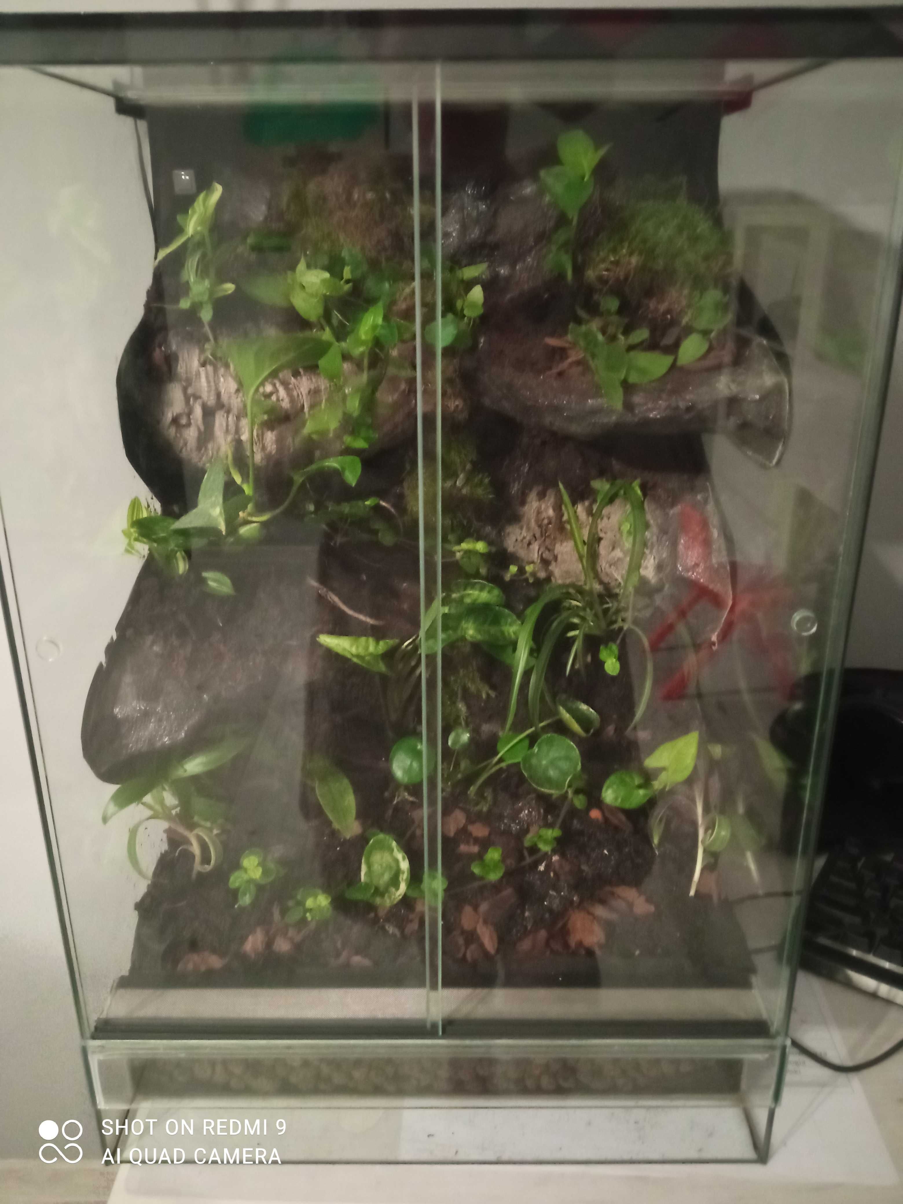 Terrarium  + gekon orzęsiony