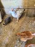 pintos e frangos todos nascidos cá de galinhas do campo