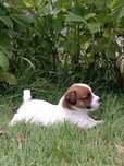 Jack Russell Terrier ZKwP FCI